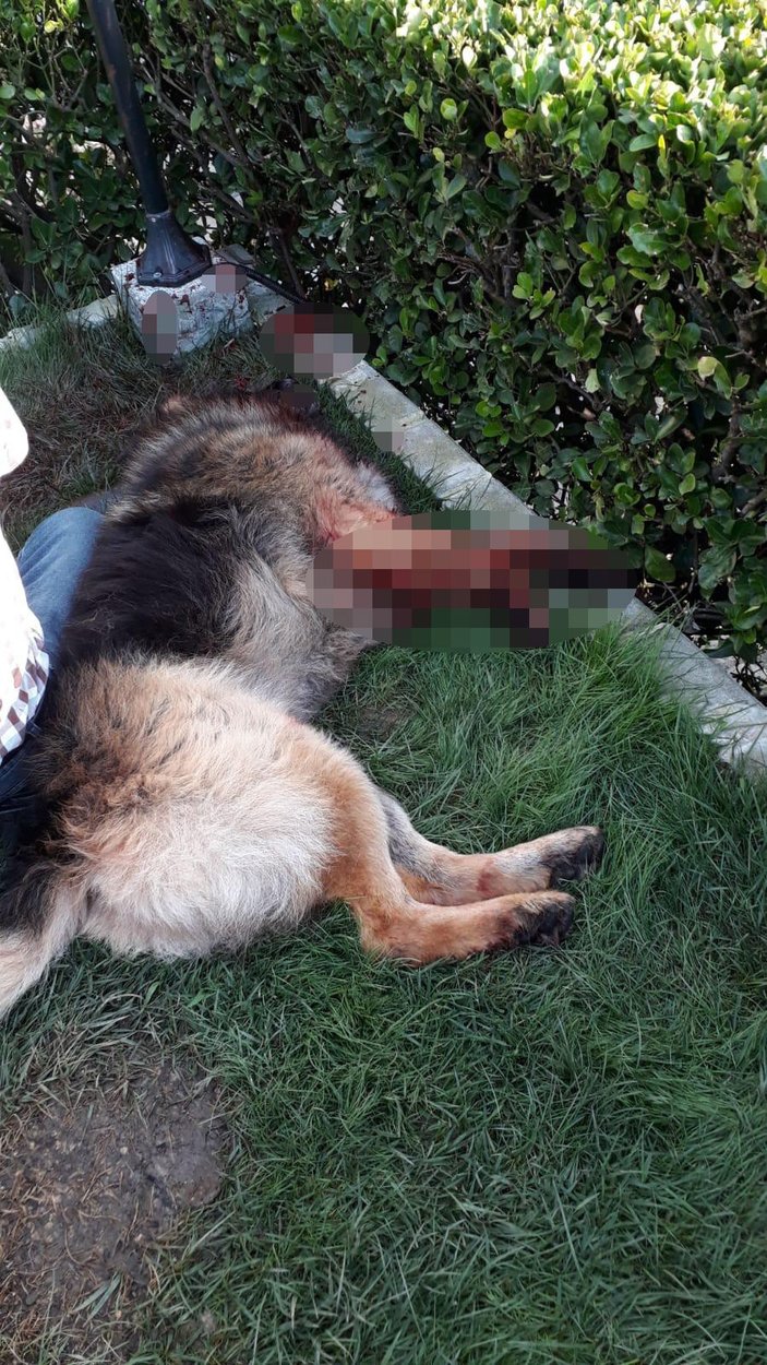 İstanbul'da eşini ısıran köpeği silahla vurdu
