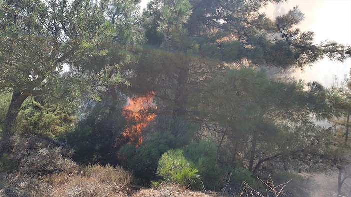 Çanakkale'de orman yangını