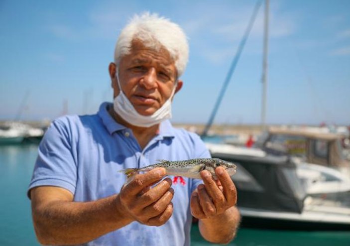 Antalya'da balon balığı yiyen yaşlı adam öldü