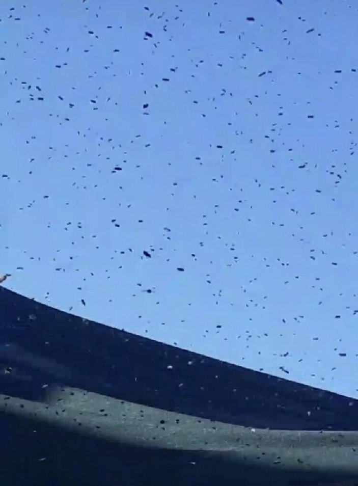 İzmir'de Sanak Sokağı'ndaki arılar görenleri korkuttu