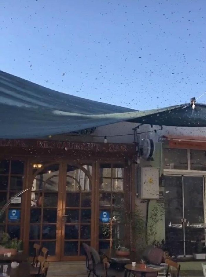 İzmir'de Sanak Sokağı'ndaki arılar görenleri korkuttu