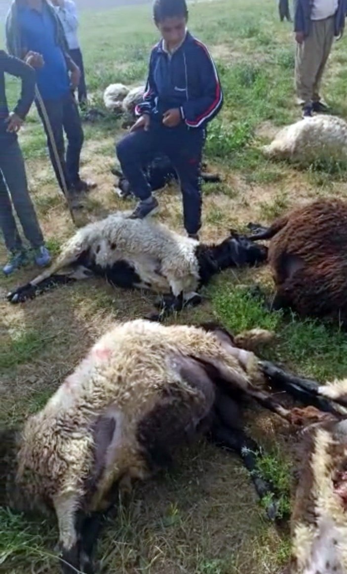 Hakkari'de düşen yıldırım, koyunları vurdu