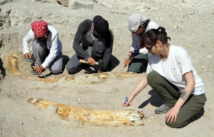 Kayseri'de 7,5 milyon yıllık iki fosil daha bulundu