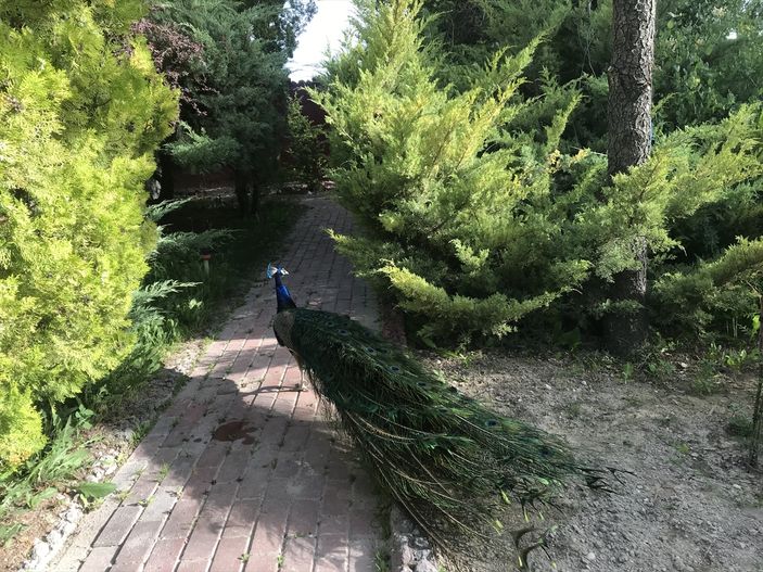 Karapınar'daki çorak arazisini vahaya çevirdi