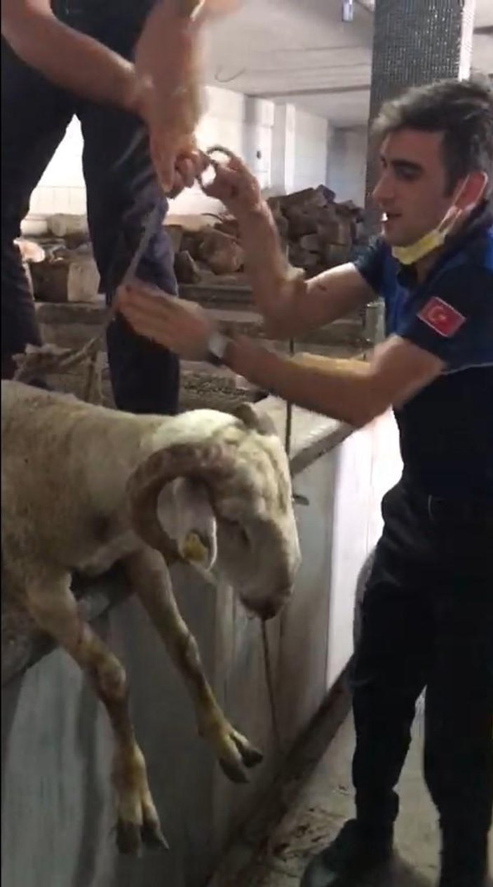 Bursa'da kuyuya düşen kurbanlık koyun kurtarıldı