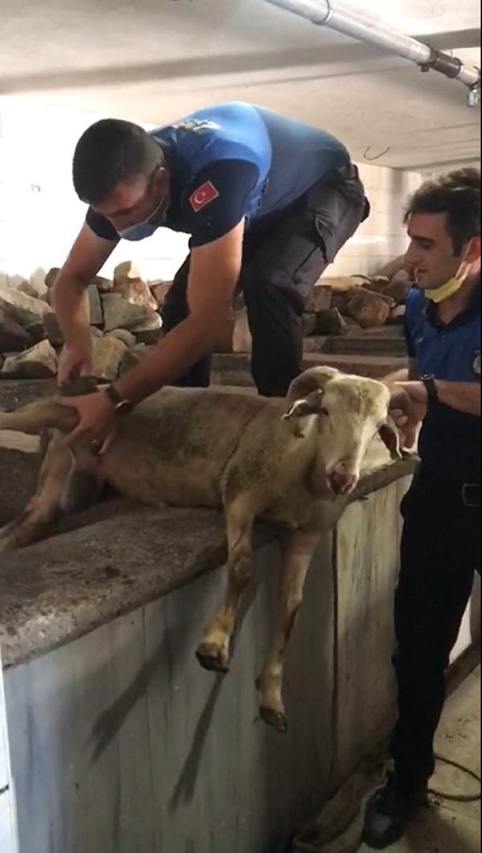 Bursa'da kuyuya düşen kurbanlık koyun kurtarıldı