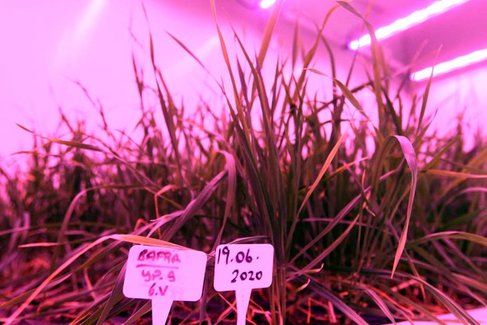 Buğdayın laboratuvardaki hasat süreci 8 aydan 2 aya düştü