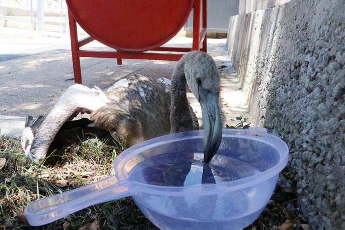 Aksaray polisi yaralı flamingoyu elleriyle besledi