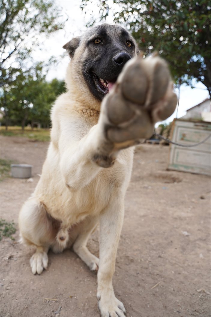 Kangal köpeklerine çipli takip