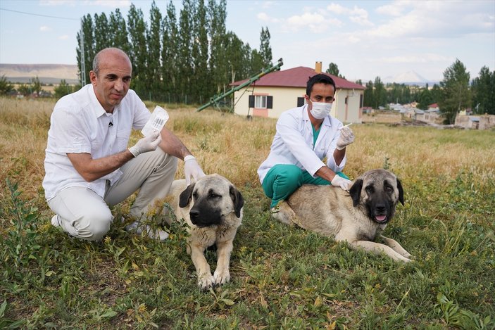 Kangal köpeklerine çipli takip