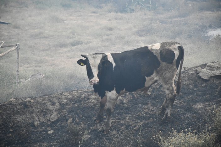 Manisa'da orman yangını yerleşimlere ulaştı