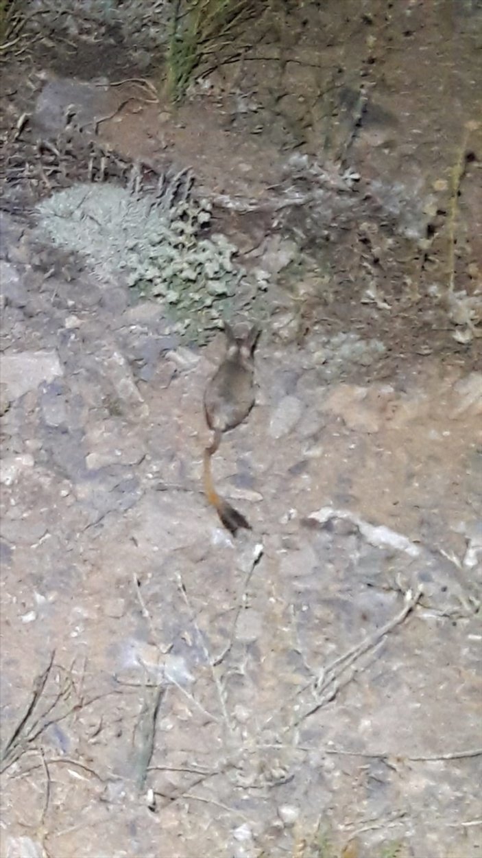 Kahramanmaraş'ta Arap tavşanı görüntülendi