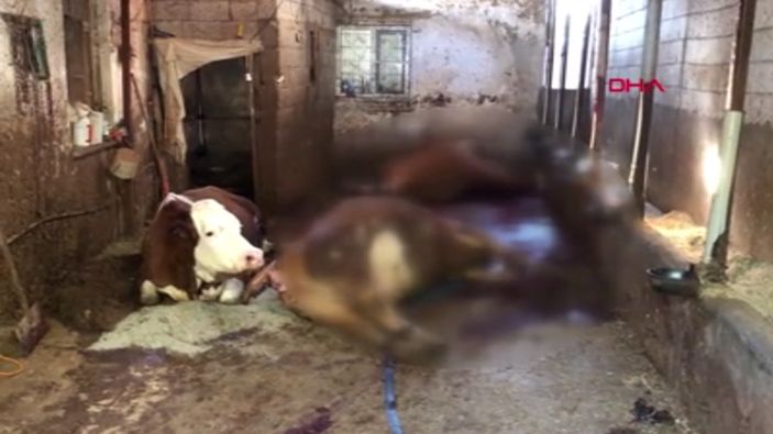 Kahramanmaraş'ta elektrik akımına kapılan 5 büyükbaş öldü