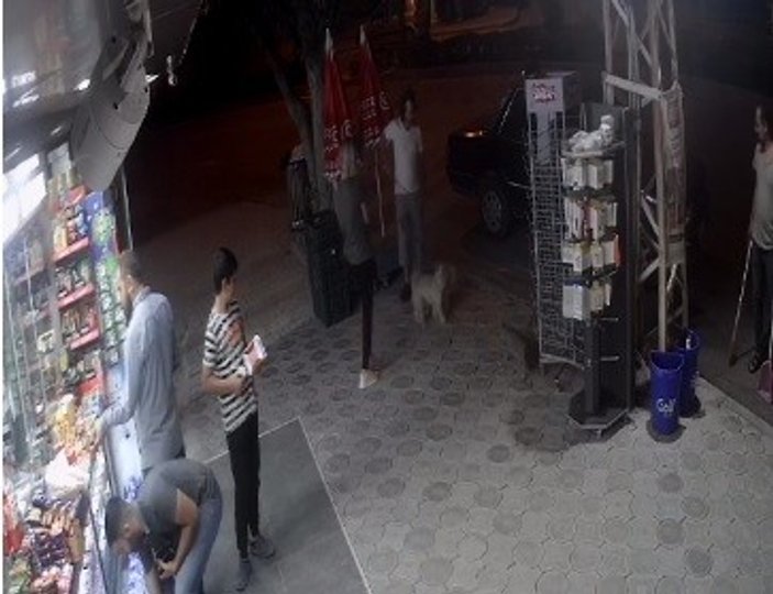 Elazığ'da köpeklere saldıran sokak kedisi