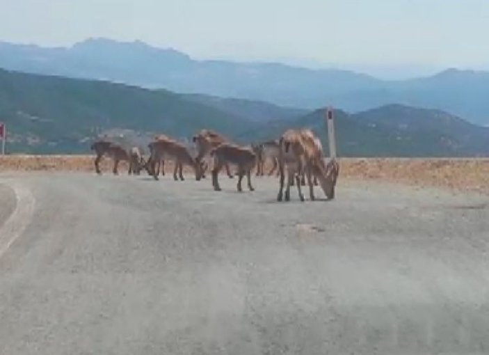 Tunceli'de dağ keçileri tuz için yola indi: Uyarı geldi