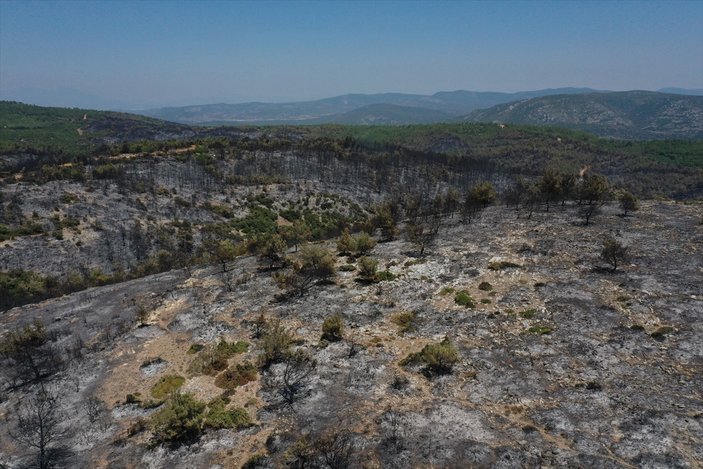 İzmir'deki orman yangınından geriye kalan