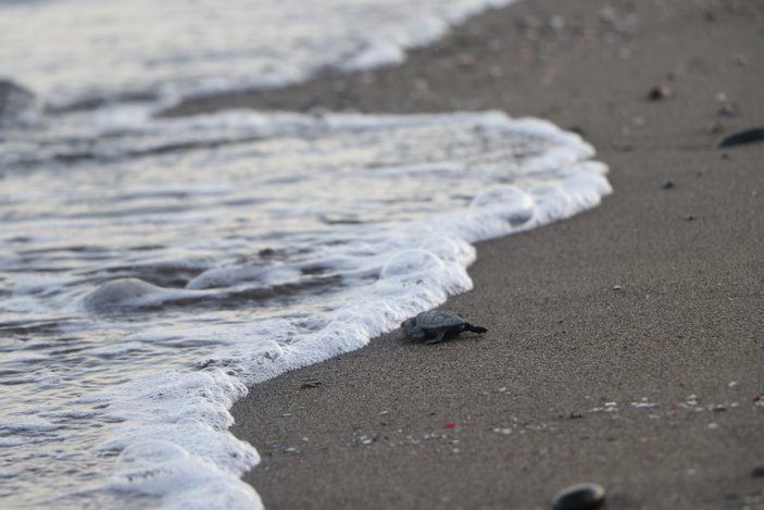 Mersin'de yavru caretta carettalar denizle buluştu