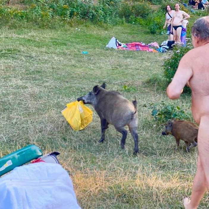 Almanya'da yaşlı adamın iç çamaşırını domuzlar çaldı