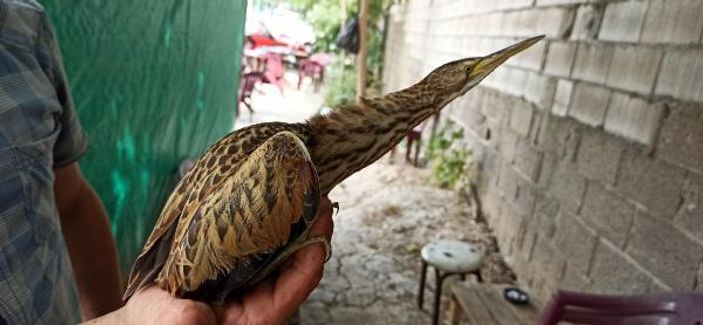 Bursa'da balaban kuşu, koruma altına alındı