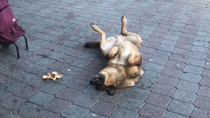 Taksim’de köpeğin vefası: Yalnız bırakmıyor