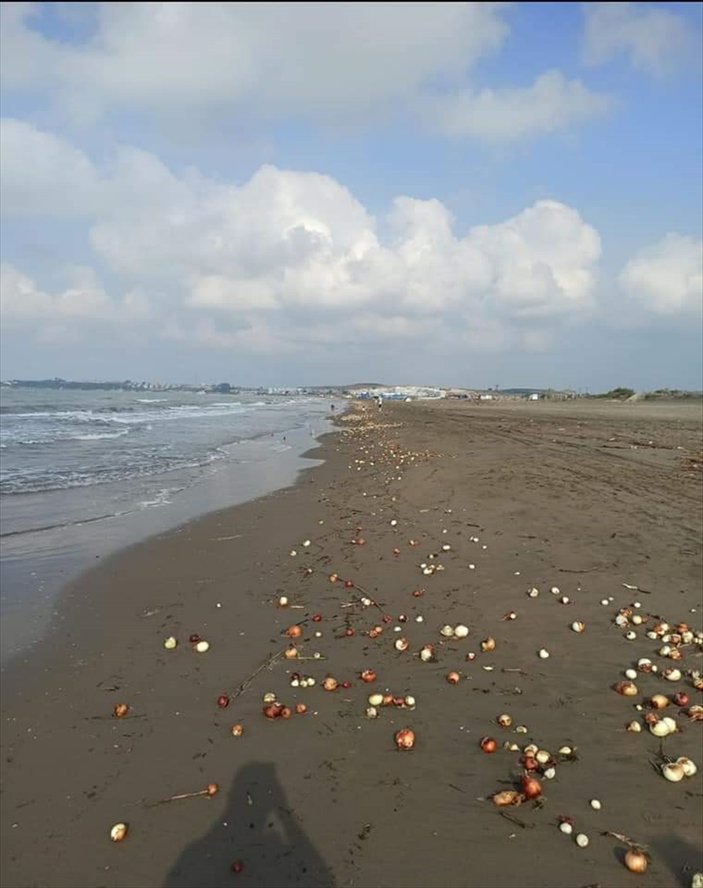 Adana'da plajını dolduran soğanlar şaşırttı