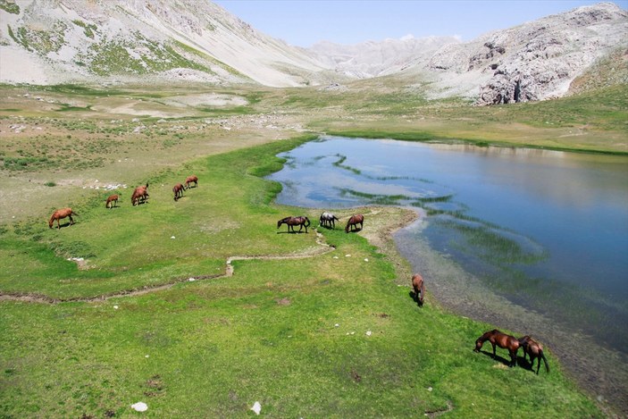 Tunceli'de göçerler, atları doğaya saldı