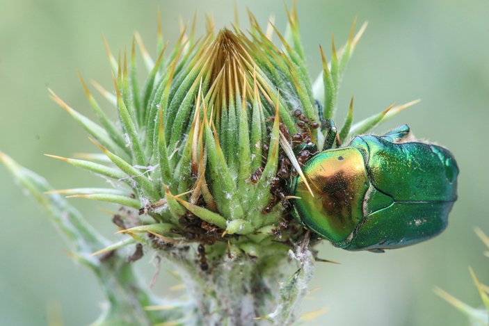 Iğdır'daki altın böceklerinin beslenme anı kamerada