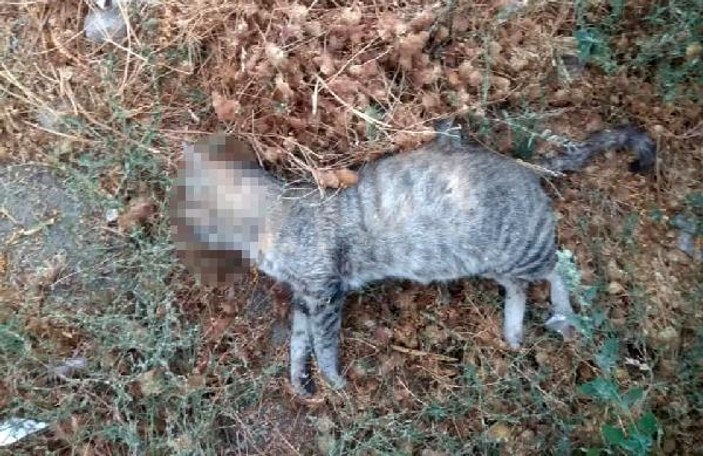 Edirne'de 3 kedi daha zehirlenerek öldürüldü