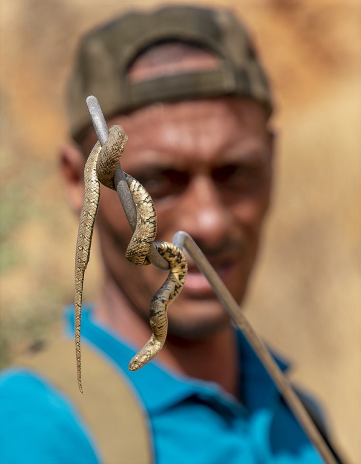 Tunuslu yılan avcısının iş aşkı