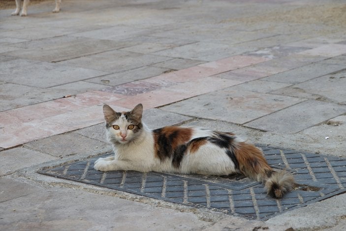 Denizli'de sokak kedisini tekmeleyen şahıs