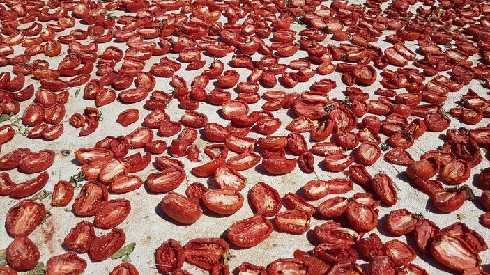 Niğde'de kurutulan domatesler 6 ülkeye ihraç ediliyor