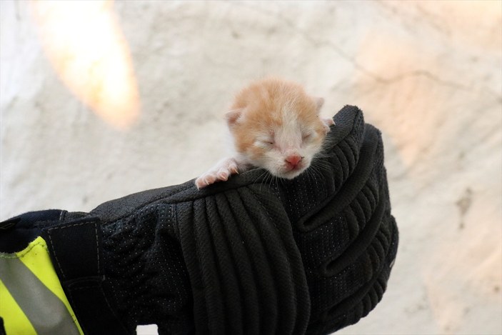 Kırklareli'nde mahsur kalan yavru kediyi itfaiye kurtardı