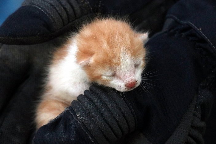 Kırklareli'nde mahsur kalan yavru kediyi itfaiye kurtardı