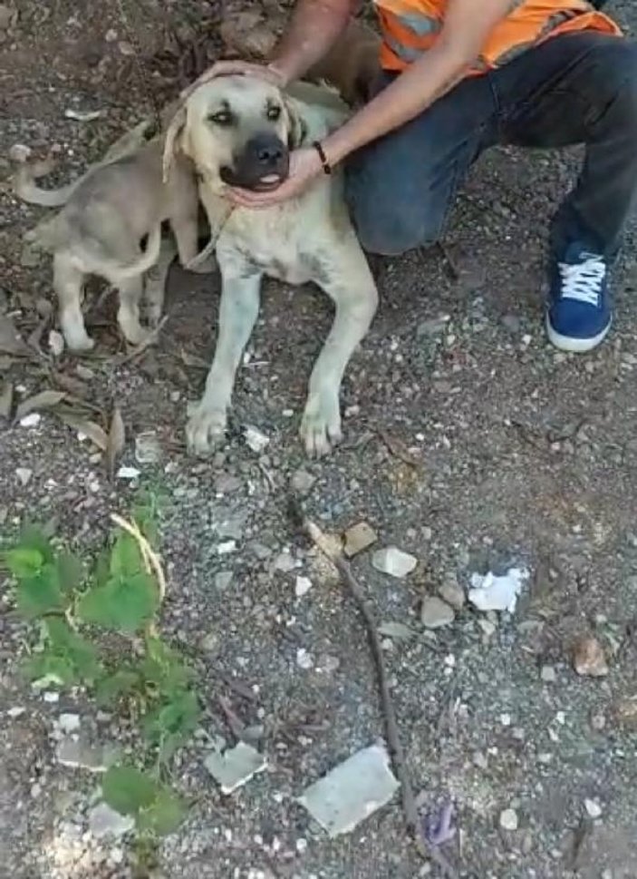 Antalya'da köpeğe tecavüz eden adam, serbest bırakıldı