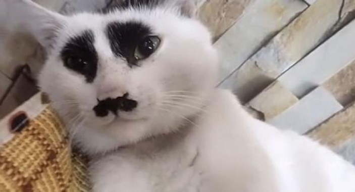 Çin'deki üzgün kedi, sosyal medyada ilgi odağı oldu