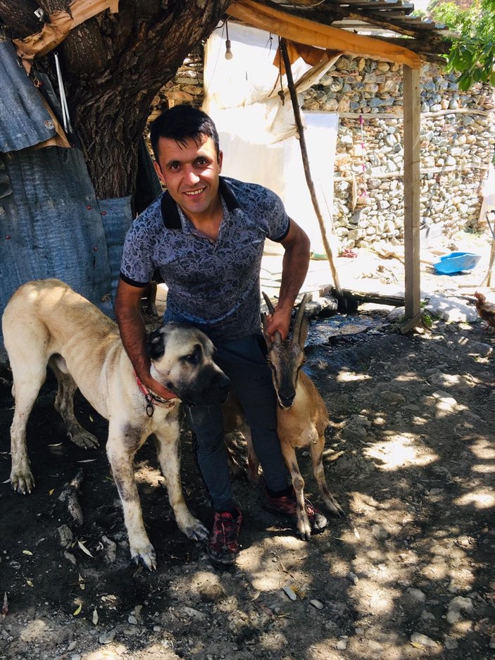 Erzincan'da saldırıya uğrayan yaban keçisini kangal köpeği kurtardı