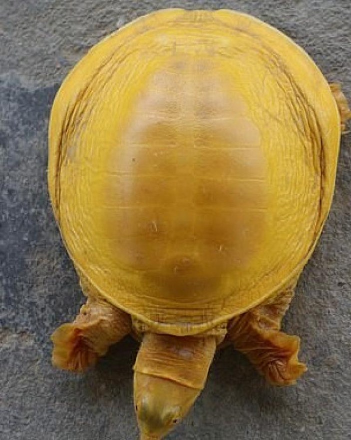 Nepal’de dünyanın 5’nci altın renkli kaplumbağası görüldü