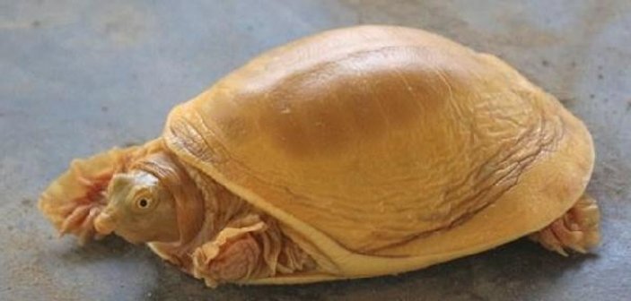 Nepal’de dünyanın 5’nci altın renkli kaplumbağası görüldü