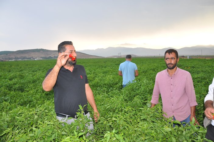 Gaziantep'te alıcılara kızan üretici, biberleri tarlada bıraktı