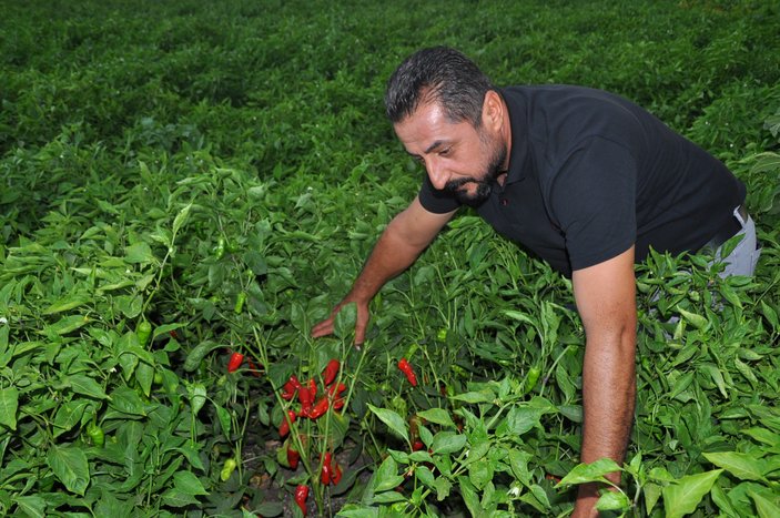 Gaziantep'te alıcılara kızan üretici, biberleri tarlada bıraktı