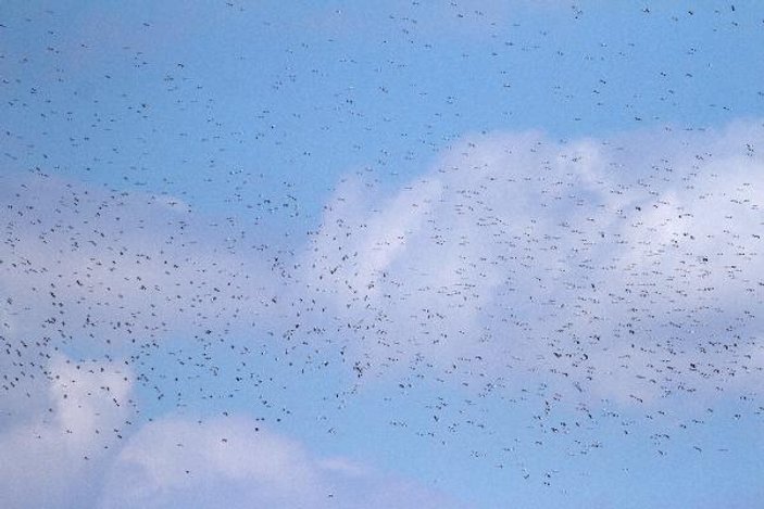 Türkiye’den Afrika’ya leylek göçü başladı