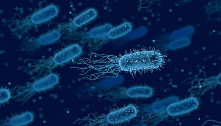 Bakteriler, 'ölüm çığlığı' ile diğer bakterileri uyarıyor