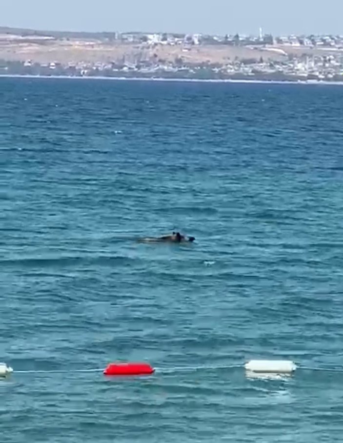 Aydın'da sıcaktan bunalan yaban domuzu denize girdi