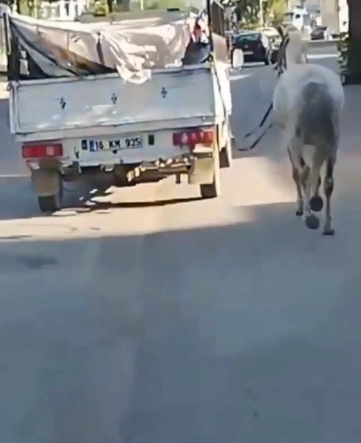 Bursa'da bir kişi atı kamyonetin arkasına bağlayıp koşturdu