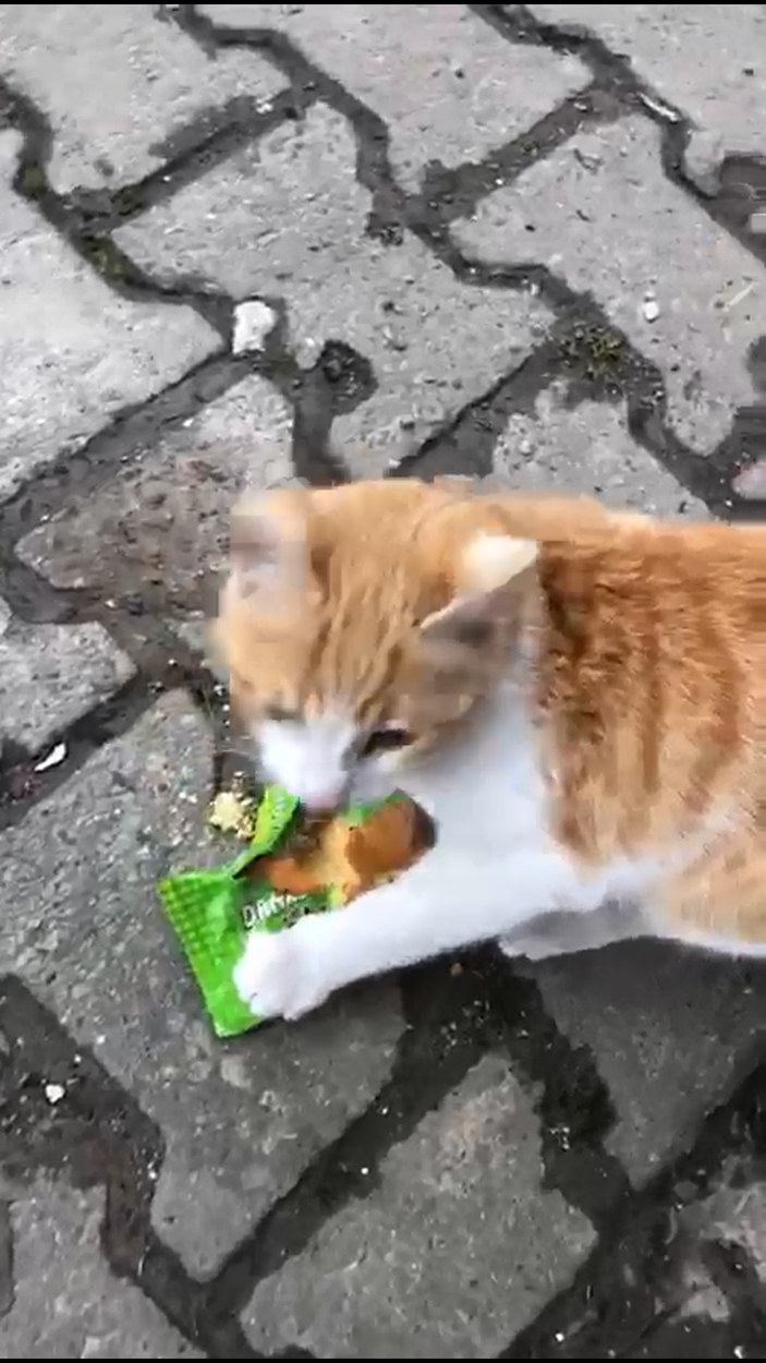 Düzce’de kedi bakkala girip yeşil renkli kekleri alıp, yiyor