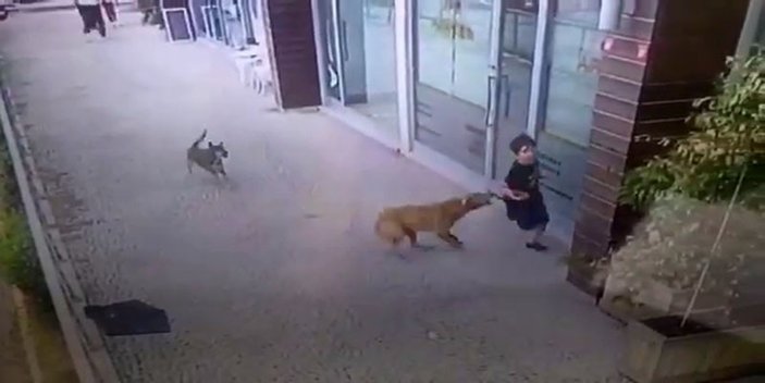 Eyüpsultan'da çocuğa köpek saldırısı
