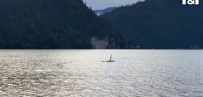 Su samurunun katil balinadan kurtulma anları