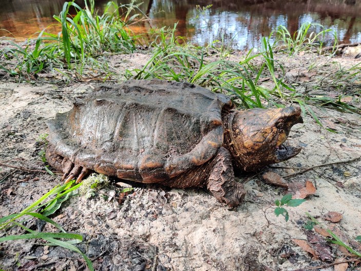 Florida'da dünyanın en büyük timsah kapan kaplumbağası yakalandı