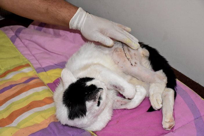 Kars'ta sağlık personeli, bulduğu yaralı kediye sahip çıktı