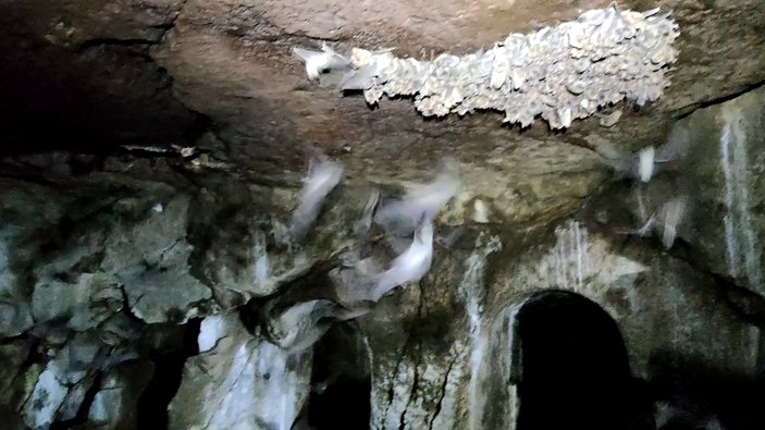 Muş'ta kaya mezralarında yaşayan yarasalar koruma altında